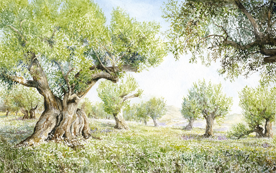 Olive Grove Provence France - Prints Of Painting Drury Art Gallery